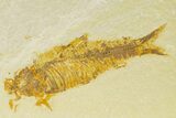 Bargain, Fossil Fish (Knightia) - Wyoming #333839-1